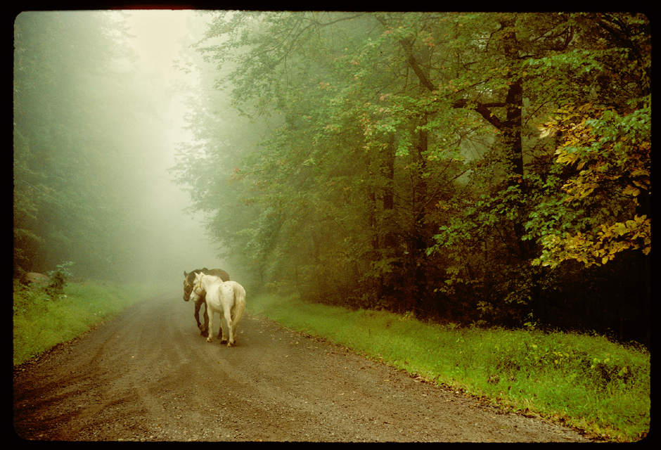 horses on foggy bucks county road ¬©h. scott heist 09