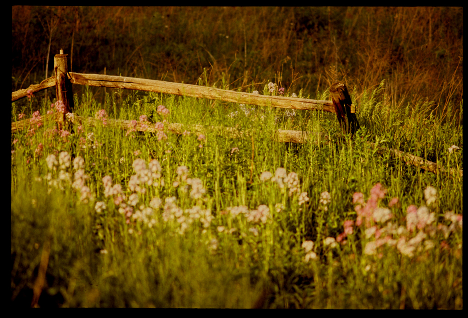 flowers and country fence ¬©h. scott heist 09