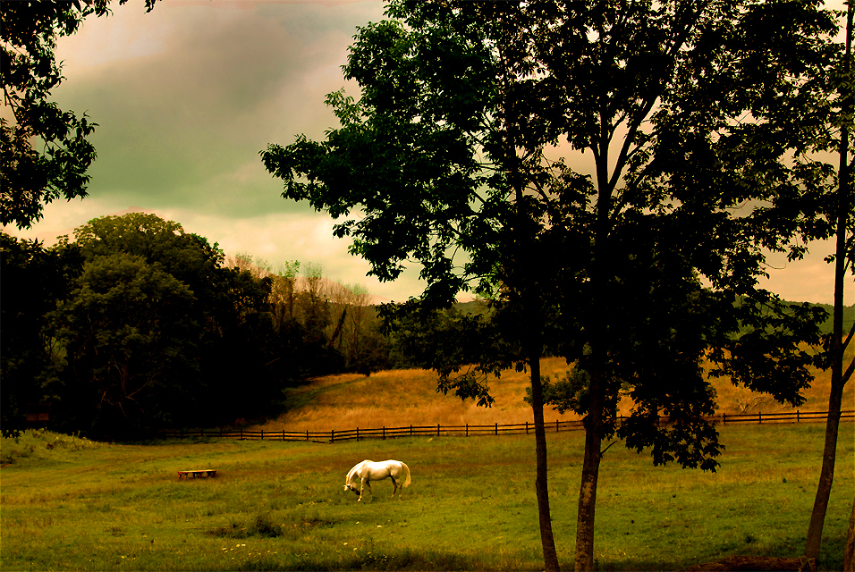 white horse on autumn bucks county farm ¬©h. scott heist 09