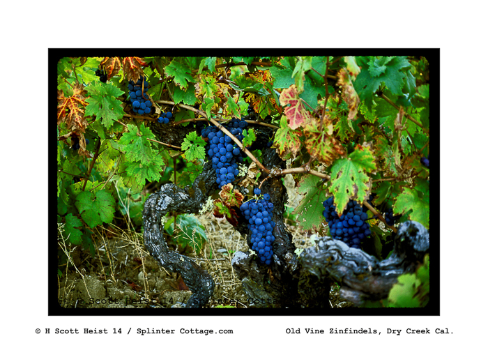 ancient zinfendel grapes001-f copy-2